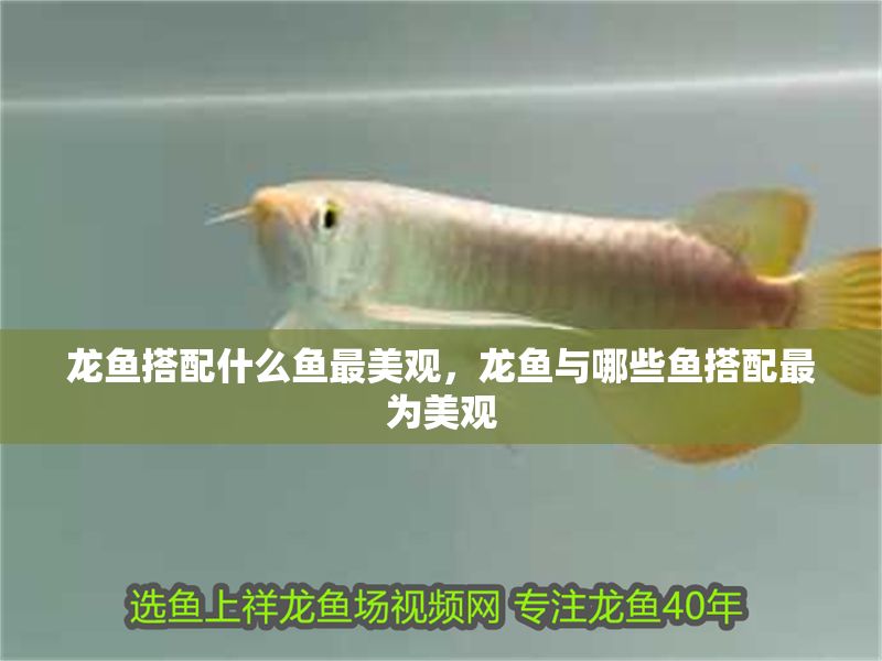 龍魚搭配什么魚最美觀，龍魚與哪些魚搭配最為美觀 龍魚搭配什么魚最美觀，龍魚與哪些魚搭配最為美觀 龍魚百科 第2張
