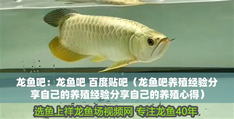 龍魚吧：龍魚吧 百度貼吧（龍魚吧養殖經驗分享自己的養殖經驗分享自己的養殖心得）