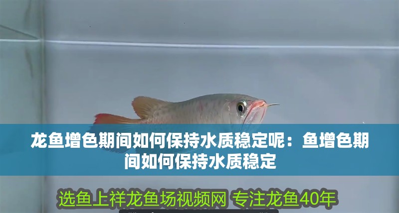龍魚增色期間如何保持水質穩(wěn)定呢：魚增色期間如何保持水質穩(wěn)定