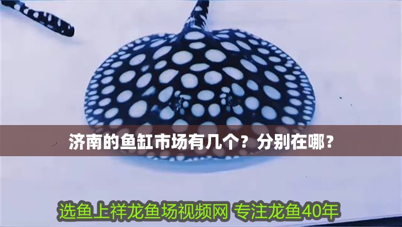 濟南的魚缸市場有幾個？分別在哪？ 濟南的魚缸市場有幾個？分別在哪？ 觀賞魚百科