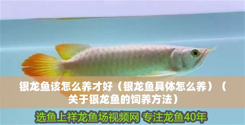 魚缸過濾器選購(gòu)指南:自制魚缸過濾器魚缸上置過濾器對(duì)于養(yǎng)魚愛好者的必備知識(shí) 銀龍魚該怎么養(yǎng)才好(銀龍魚具體怎么養(yǎng))(關(guān)于銀龍魚的飼養(yǎng)方法) 觀賞魚百科 銀龍魚該怎么養(yǎng)才好(銀龍魚具體怎么養(yǎng))(關(guān)于銀龍魚的飼養(yǎng)方法) 銀龍魚該怎么養(yǎng)才好(銀龍魚具體怎么養(yǎng))(關(guān)于銀龍魚的飼養(yǎng)方法) 觀賞魚百科