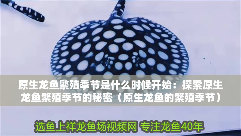 原生龍魚繁殖季節是什么時候開始：探索原生龍魚繁殖季節的秘密（原生龍魚的繁殖季節）