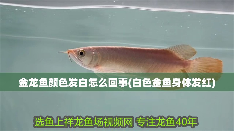 魚缸造景先放沙還是先放水(魚缸造景先鋪沙還是先放石頭) 金龍魚顏色發白怎么回事(白色金魚身體發紅) 觀賞魚百科 金龍魚顏色發白怎么回事(白色金魚身體發紅) 金龍魚顏色發白怎么回事(白色金魚身體發紅) 觀賞魚百科