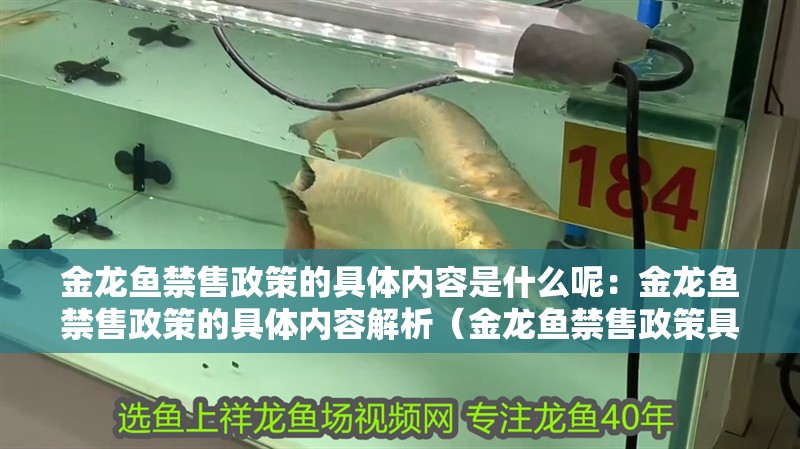 金龍魚禁售政策的具體內容是什么呢：金龍魚禁售政策的具體內容解析（金龍魚禁售政策具體內容是什么金龍魚禁售政策的具體內容是什么） 金龍魚禁售政策的具體內容是什么呢：金龍魚禁售政策的具體內容解析（金龍魚禁售政策具體內容是什么金龍魚禁售政策的具體內容是什么） 水族問答