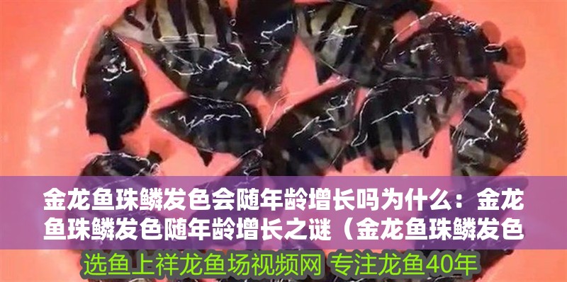 金龍魚珠鱗發色會隨年齡增長嗎為什么：金龍魚珠鱗發色隨年齡增長之謎（金龍魚珠鱗發色與年齡的關系） 金龍魚珠鱗發色會隨年齡增長嗎為什么：金龍魚珠鱗發色隨年齡增長之謎（金龍魚珠鱗發色與年齡的關系） 水族問答