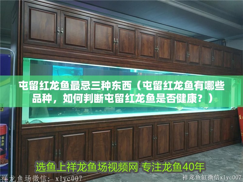 屯留紅龍魚最忌三種東西（屯留紅龍魚有哪些品種，如何判斷屯留紅龍魚是否健康？） 屯留紅龍魚最忌三種東西（屯留紅龍魚有哪些品種，如何判斷屯留紅龍魚是否健康？） 觀賞魚百科 第1張