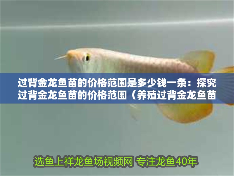 過背金龍魚苗的價格范圍是多少錢一條：探究過背金龍魚苗的價格范圍（養殖過背金龍魚苗的價格范圍） 過背金龍魚苗的價格范圍是多少錢一條：探究過背金龍魚苗的價格范圍（養殖過背金龍魚苗的價格范圍） 水族問答