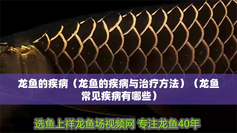龍魚的疾病（龍魚的疾病與治療方法）（龍魚常見疾病有哪些）