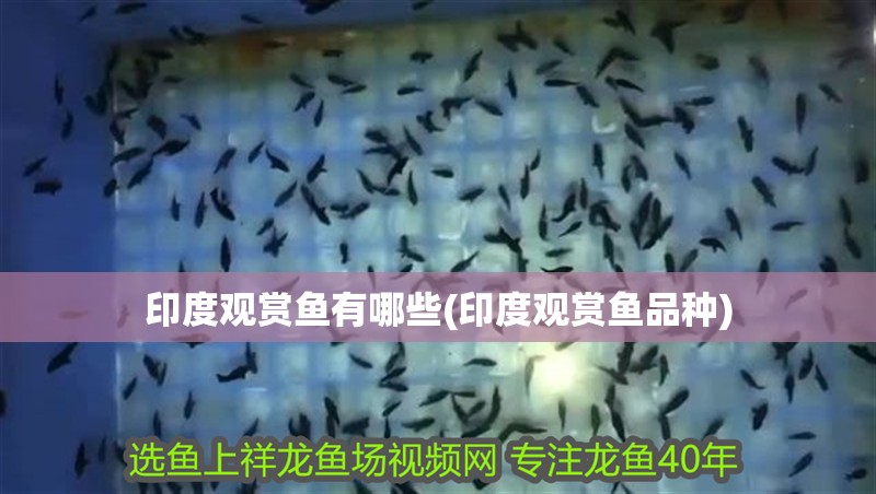 印度觀賞魚有哪些(印度觀賞魚品種) 印度觀賞魚有哪些(印度觀賞魚品種) 觀賞魚百科
