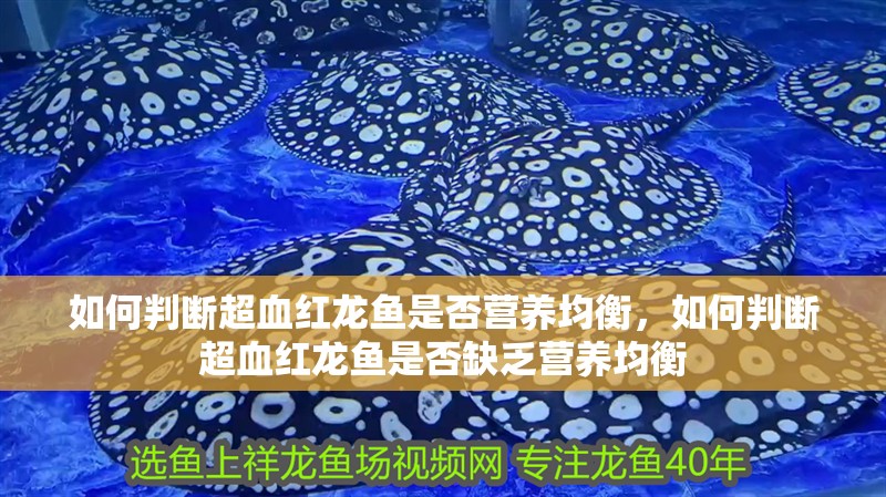 魚缸過濾器選購指南:自制魚缸過濾器魚缸上置過濾器對(duì)于養(yǎng)魚愛好者的必備知識(shí) 如何判斷超血紅龍魚是否營養(yǎng)均衡,如何判斷超血紅龍魚是否缺乏營養(yǎng)均衡 龍魚百科 如何判斷超血紅龍魚是否營養(yǎng)均衡,如何判斷超血紅龍魚是否缺乏營養(yǎng)均衡 如何判斷超血紅龍魚是否營養(yǎng)均衡,如何判斷超血紅龍魚是否缺乏營養(yǎng)均衡 龍魚百科