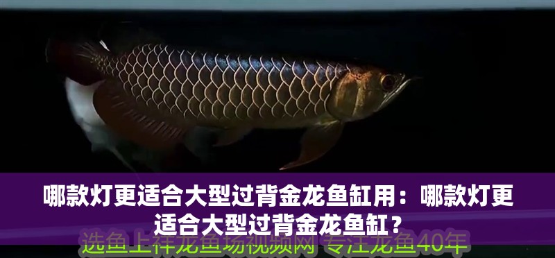 哪款燈更適合大型過背金龍魚缸用：哪款燈更適合大型過背金龍魚缸？