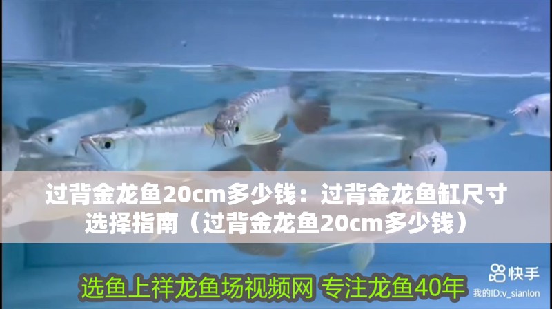 過背金龍魚20cm多少錢：過背金龍魚缸尺寸選擇指南（過背金龍魚20cm多少錢）