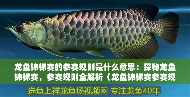 龍魚(yú)錦標(biāo)賽的參賽規(guī)則是什么意思：探秘龍魚(yú)錦標(biāo)賽，參賽規(guī)則全解析（龍魚(yú)錦標(biāo)賽參賽規(guī)則）