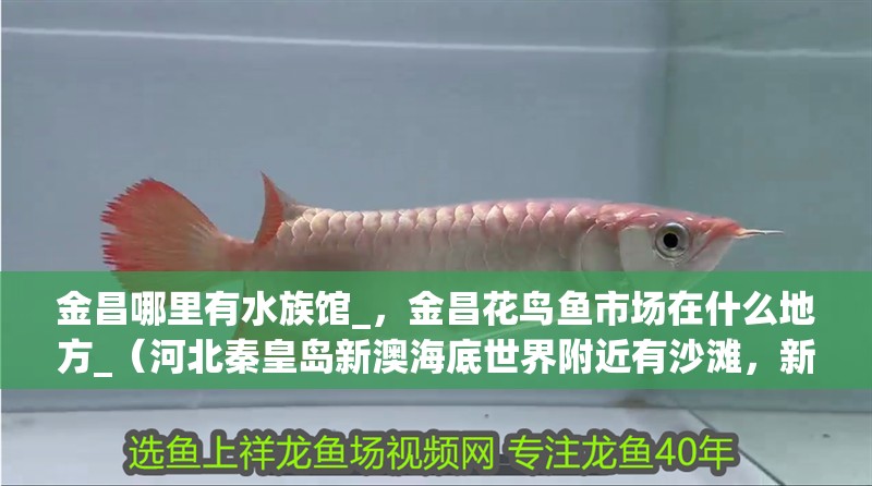 金昌哪里有水族館_，金昌花鳥魚市場在什么地方_（河北秦皇島新澳海底世界附近有沙灘，新澳海底世界附近有沙灘）