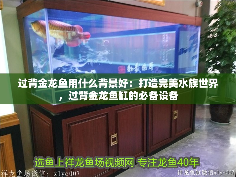 過背金龍魚用什么背景好：打造完美水族世界，過背金龍魚缸的必備設備