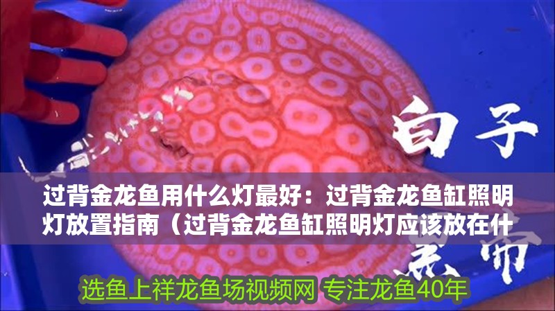 過背金龍魚用什么燈最好：過背金龍魚缸照明燈放置指南（過背金龍魚缸照明燈應該放在什么位置）