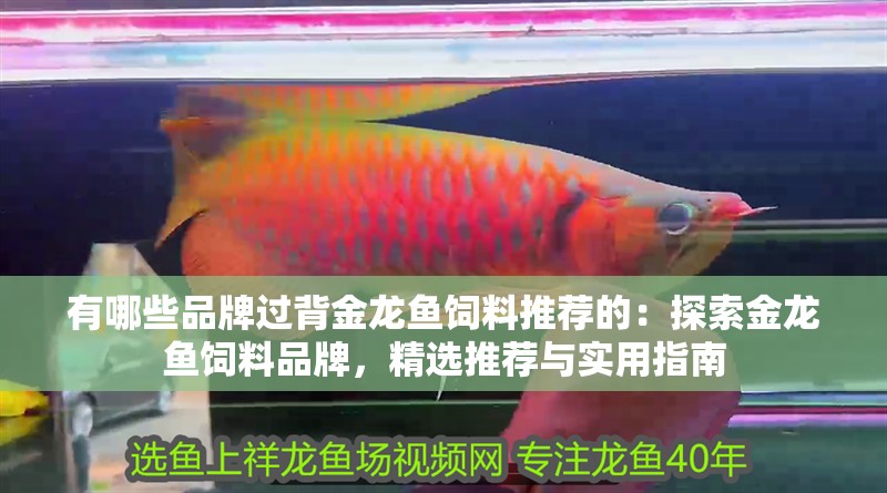 有哪些品牌過背金龍魚飼料推薦的：探索金龍魚飼料品牌，精選推薦與實用指南