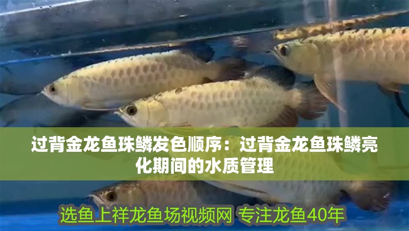 過背金龍魚珠鱗發色順序：過背金龍魚珠鱗亮化期間的水質管理