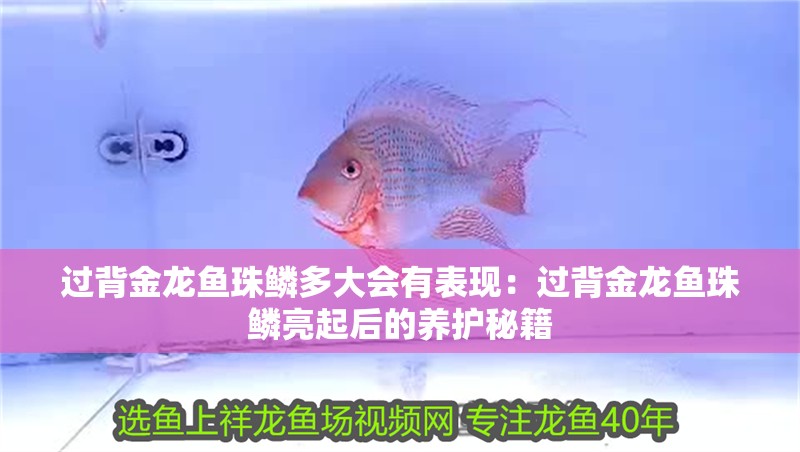 過背金龍魚珠鱗多大會有表現：過背金龍魚珠鱗亮起后的養護秘籍