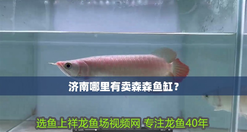 濟南哪里有賣森森魚缸？