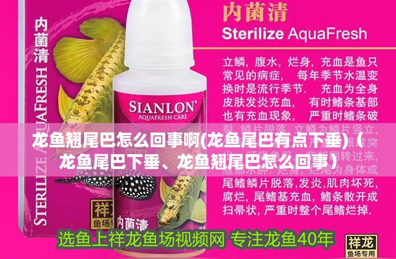 龍魚翹尾巴怎么回事啊(龍魚尾巴有點下垂)（龍魚尾巴下垂、龍魚翹尾巴怎么回事）