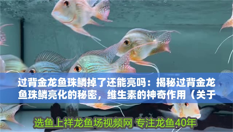 過背金龍魚珠鱗掉了還能亮嗎：揭秘過背金龍魚珠鱗亮化的秘密，維生素的神奇作用（關于過背金龍魚珠鱗亮化的問題） 過背金龍魚珠鱗掉了還能亮嗎：揭秘過背金龍魚珠鱗亮化的秘密，維生素的神奇作用（關于過背金龍魚珠鱗亮化的問題） 水族問答