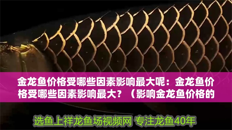 金龍魚價格受哪些因素影響最大呢：金龍魚價格受哪些因素影響最大？（影響金龍魚價格的因素）