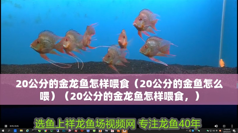 20公分的金龍魚怎樣喂食（20公分的金魚怎么喂）（20公分的金龍魚怎樣喂食，） 20公分的金龍魚怎樣喂食（20公分的金魚怎么喂）（20公分的金龍魚怎樣喂食，） 觀賞魚百科