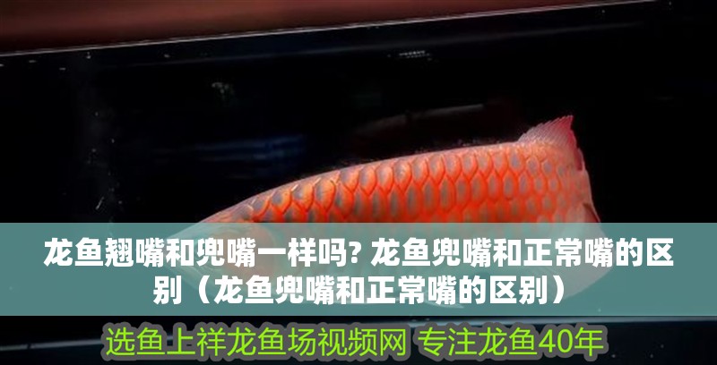 龍魚翹嘴和兜嘴一樣嗎? 龍魚兜嘴和正常嘴的區別（龍魚兜嘴和正常嘴的區別）