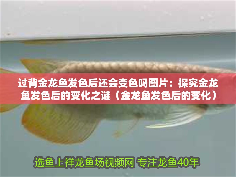 過背金龍魚發(fā)色后還會變色嗎圖片：探究金龍魚發(fā)色后的變化之謎（金龍魚發(fā)色后的變化）