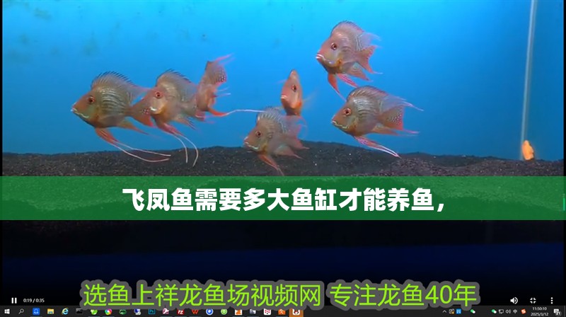 飛鳳魚需要多大魚缸才能養魚， 飛鳳魚需要多大魚缸才能養魚， 觀賞魚百科