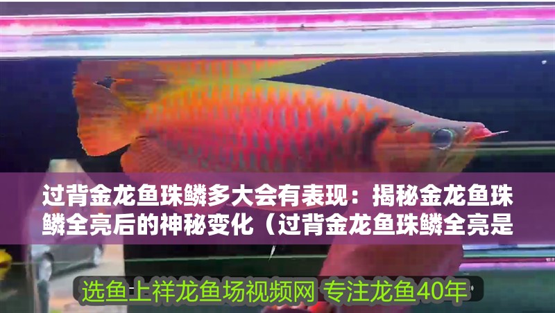 過背金龍魚珠鱗多大會有表現(xiàn)：揭秘金龍魚珠鱗全亮后的神秘變化（過背金龍魚珠鱗全亮是如何形成的，金龍魚珠鱗全亮會持續(xù)多久） 過背金龍魚珠鱗多大會有表現(xiàn)：揭秘金龍魚珠鱗全亮后的神秘變化（過背金龍魚珠鱗全亮是如何形成的，金龍魚珠鱗全亮會持續(xù)多久） 水族問答