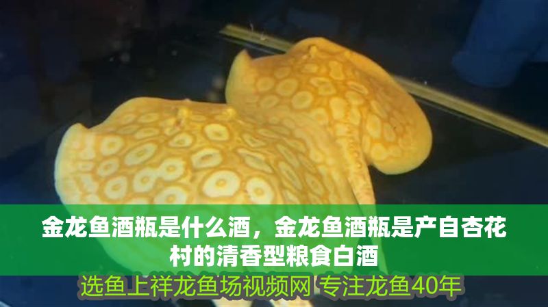 金龍魚酒瓶是什么酒，金龍魚酒瓶是產(chǎn)自杏花村的清香型糧食白酒
