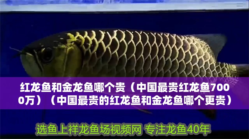 紅龍魚和金龍魚哪個貴（中國最貴紅龍魚7000萬）（中國最貴的紅龍魚和金龍魚哪個更貴）