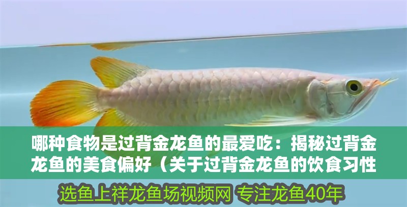 哪種食物是過背金龍魚的最愛吃：揭秘過背金龍魚的美食偏好（關(guān)于過背金龍魚的飲食習性）