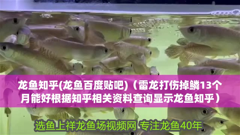 龍魚知乎(龍魚百度貼吧)（雷龍打傷掉鱗13個月能好根據知乎相關資料查詢顯示龍魚知乎）