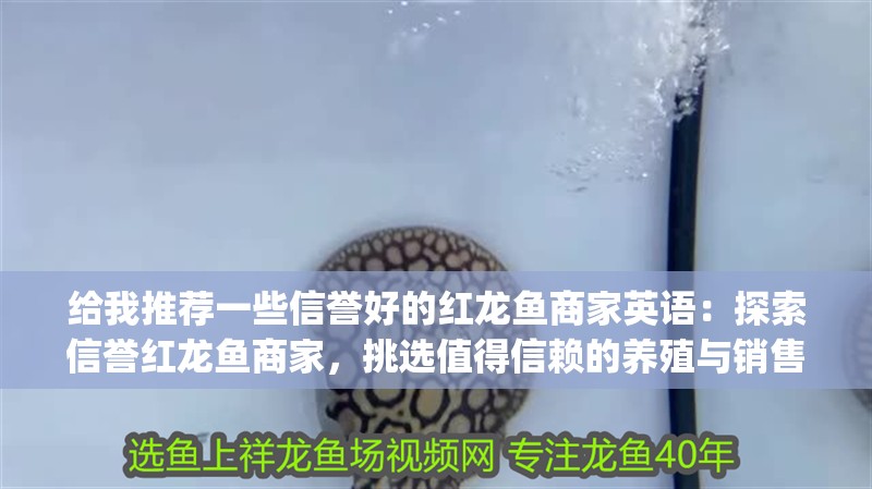 給我推薦一些信譽好的紅龍魚商家英語：探索信譽紅龍魚商家，挑選值得信賴的養殖與銷售專家（tle:exploringreputable）