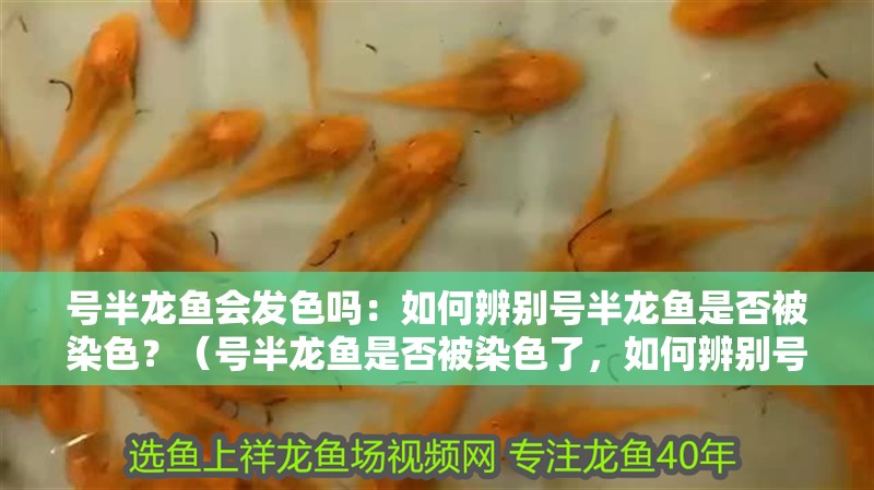 號半龍魚會發色嗎：如何辨別號半龍魚是否被染色？（號半龍魚是否被染色了，如何辨別號半龍魚是否被染色）