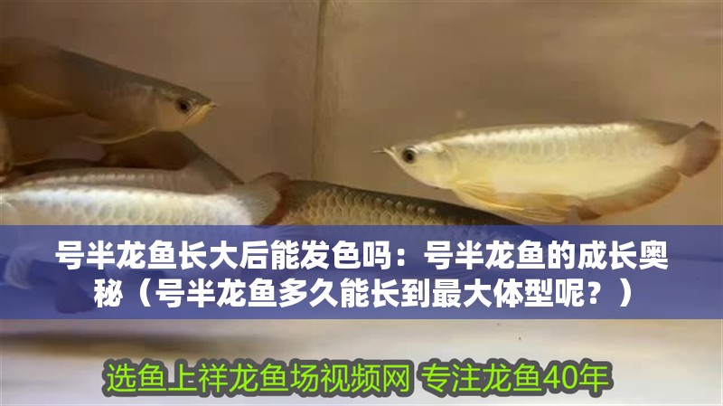 號(hào)半龍魚長(zhǎng)大后能發(fā)色嗎：號(hào)半龍魚的成長(zhǎng)奧秘（號(hào)半龍魚多久能長(zhǎng)到最大體型呢？）