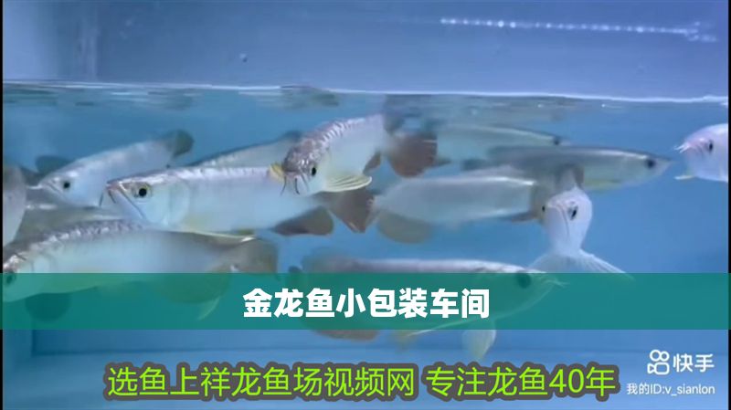 金龍魚小包裝車間