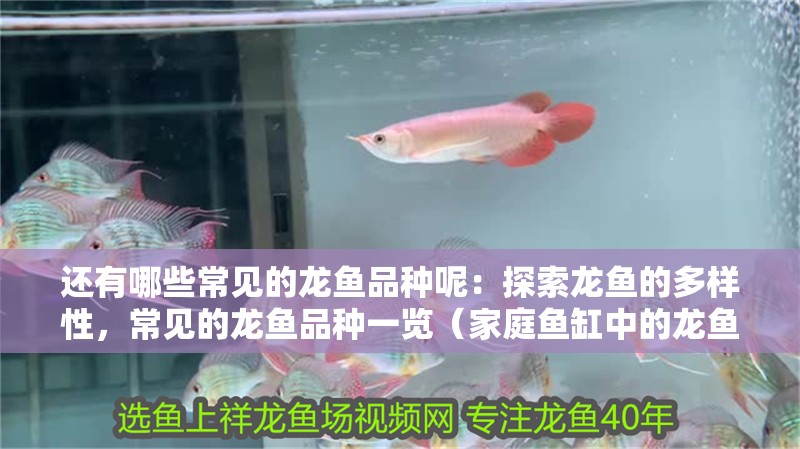 還有哪些常見的龍魚品種呢：探索龍魚的多樣性，常見的龍魚品種一覽（家庭魚缸中的龍魚性格溫和適合作為家庭魚缸中的裝飾品）