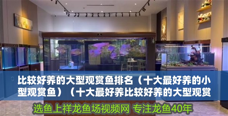 比較好養的大型觀賞魚排名（十大最好養的小型觀賞魚）（十大最好養比較好養的大型觀賞魚排名） 比較好養的大型觀賞魚排名（十大最好養的小型觀賞魚）（十大最好養比較好養的大型觀賞魚排名） 觀賞魚百科
