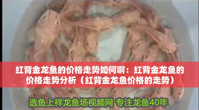 紅背金龍魚的價格走勢如何啊：紅背金龍魚的價格走勢分析（紅背金龍魚價格的走勢）