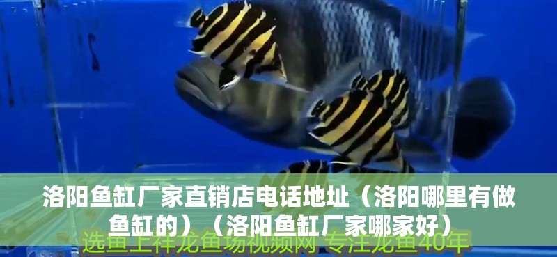 洛陽魚缸廠家直銷店電話地址（洛陽哪里有做魚缸的）（洛陽魚缸廠家哪家好）