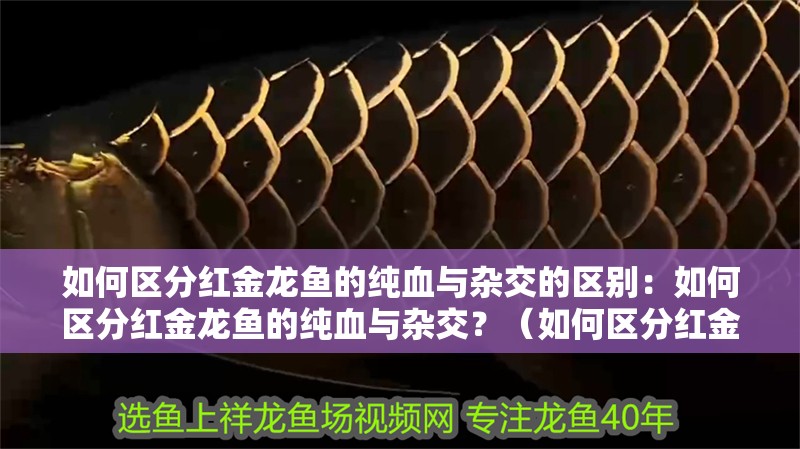如何區(qū)分紅金龍魚的純血與雜交的區(qū)別：如何區(qū)分紅金龍魚的純血與雜交？（如何區(qū)分紅金龍魚的純正與否）