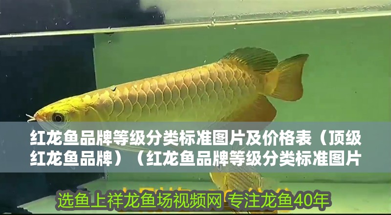 紅龍魚品牌等級分類標準圖片及價格表（頂級紅龍魚品牌）（紅龍魚品牌等級分類標準圖片及價格表）
