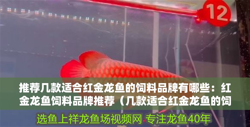 推薦幾款適合紅金龍魚的飼料品牌有哪些：紅金龍魚飼料品牌推薦（幾款適合紅金龍魚的飼料品牌推薦）