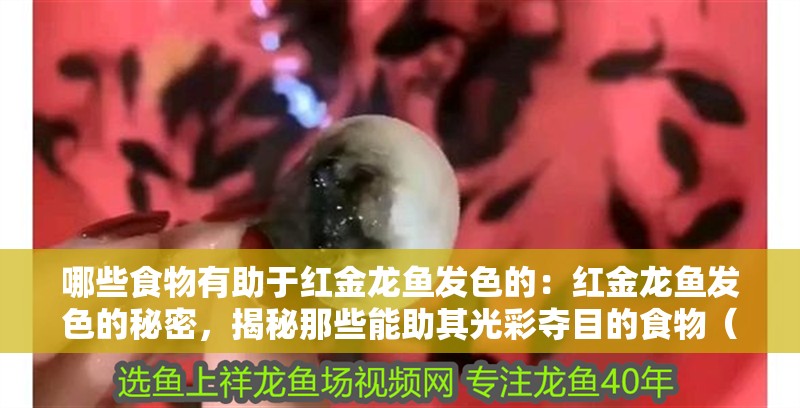哪些食物有助于紅金龍魚發色的：紅金龍魚發色的秘密，揭秘那些能助其光彩奪目的食物（哪些食物可以幫助紅金龍魚發色）