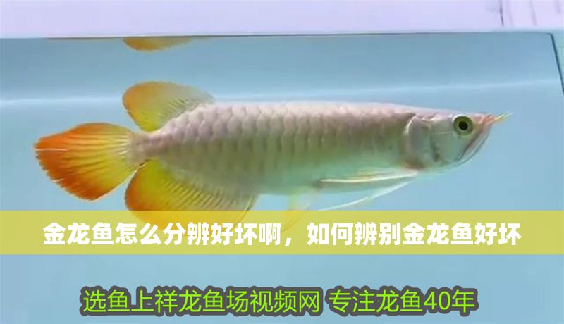 金龍魚怎么分辨好壞啊，如何辨別金龍魚好壞