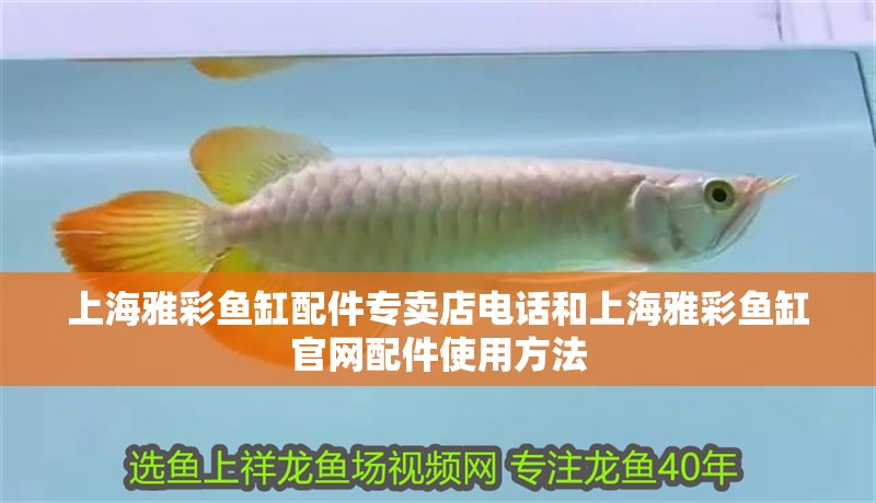 我的虎魚真菌感染了要怎么處理 上海雅彩魚缸配件專賣店電話和上海雅彩魚缸官網配件使用方法 觀賞魚百科 上海雅彩魚缸配件專賣店電話和上海雅彩魚缸官網配件使用方法 上海雅彩魚缸配件專賣店電話和上海雅彩魚缸官網配件使用方法 觀賞魚百科